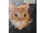 Simba, Domestic Shorthair For Adoption In Forty Fort, Pennsylvania