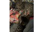 Apricot & Applesauce **bonded Pair**, Domestic Shorthair For Adoption In