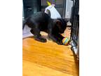Panthra, Domestic Shorthair For Adoption In New Orleans, Louisiana
