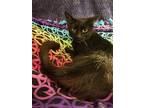 Raven, Domestic Shorthair For Adoption In College Station, Texas