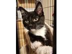 Jager (with Flint), Domestic Shorthair For Adoption In Silverton, Oregon