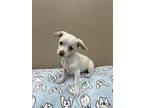 Rose, Terrier (unknown Type, Medium) For Adoption In Fresno, California