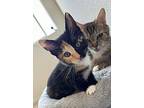 Daisi, Domestic Shorthair For Adoption In Hollister, California