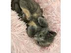 Shirley, Domestic Shorthair For Adoption In Athens, Tennessee