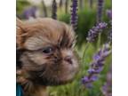 Shih Tzu Puppy for sale in Claxton, GA, USA
