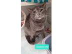 Guinevere, Domestic Shorthair For Adoption In Richmond, Indiana