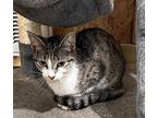 Tink, Domestic Shorthair For Adoption In Pelion, South Carolina
