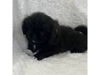 Pekingese Puppy for sale in Monroe, NC, USA