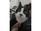 Lucas Spry Walker, Domestic Shorthair For Adoption In Golden, Colorado