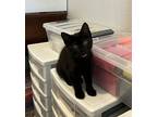 Coco, Domestic Shorthair For Adoption In Oceanside, California