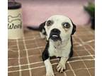 Imelda, Boston Terrier For Adoption In Littleton, Colorado