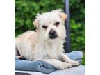 Guero, Terrier (unknown Type, Small) For Adoption In Salem, Wisconsin