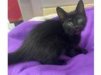Buffy, Domestic Shorthair For Adoption In Parlier, California