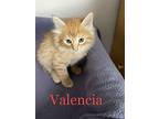 Valencia, Domestic Longhair For Adoption In San Ramon, California