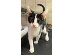 Bailey (cat), Domestic Shorthair For Adoption In Portland, Indiana