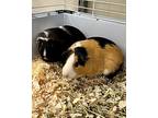 Chocolate & Caramel, Guinea Pig For Adoption In Novato, California