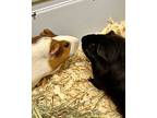 Starlight & Moonlight, Guinea Pig For Adoption In Novato, California