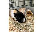 Truffles & Risotto, Guinea Pig For Adoption In Novato, California