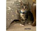 Astro (blue), Domestic Shorthair For Adoption In Bowling Green, Kentucky