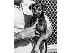 Skippy, Terrier (unknown Type, Medium) For Adoption In Novato, California