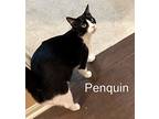 Penguin, Domestic Shorthair For Adoption In Porter, Texas