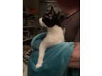 Asteria, Domestic Shorthair For Adoption In St. Augustine, Florida