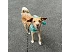 Dublin, Terrier (unknown Type, Small) For Adoption In Lynnwood, Washington