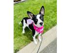 Jade, Rat Terrier For Adoption In Lynnwood, Washington
