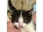 Maisy, Domestic Shorthair For Adoption In Kalamazoo, Michigan