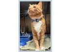 Toby, Domestic Shorthair For Adoption In Holly Springs, Georgia