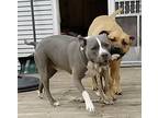 Dallas, American Pit Bull Terrier For Adoption In Amherst, Massachusetts