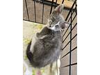 Kitten Benji, Domestic Shorthair For Adoption In Crescent City, Florida