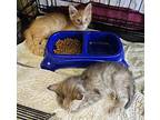 7 Kittens, Domestic Shorthair For Adoption In Crescent City, Florida