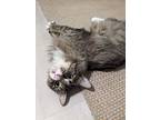 Rosalee, Domestic Longhair For Adoption In Mount Mourne, North Carolina