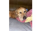 Lola, Retriever (unknown Type) For Adoption In Athens, Tennessee