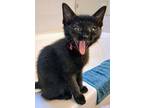 China, Domestic Shorthair For Adoption In Dallas, Texas
