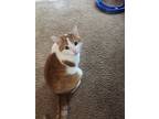 Tonto, Domestic Shorthair For Adoption In Fort Collins, Colorado