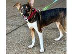 Sally, Rat Terrier For Adoption In Atlanta, Georgia