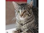 Denny, Domestic Shorthair For Adoption In Des Moines, Iowa