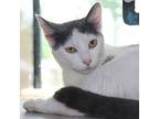 Cuddly, Domestic Shorthair For Adoption In Des Moines, Iowa