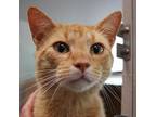 Cheez It, Domestic Shorthair For Adoption In Des Moines, Iowa