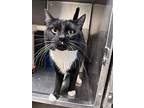 Nirvana, Domestic Shorthair For Adoption In Marion, Ohio