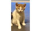 Marcus-ready In July, Domestic Shorthair For Adoption In Burlington