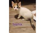 Sophia-ready In July, Domestic Shorthair For Adoption In Burlington