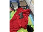 Ngo - Two Tortie Kittens, Domestic Shorthair For Adoption In El Dorado Hills