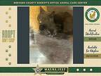 Hunter, Domestic Shorthair For Adoption In Melbourne, Florida