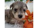 Schnauzer (Miniature) Puppy for sale in Windyville, MO, USA