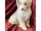 Australian Shepherd Puppy for sale in Caliente, CA, USA