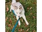 Siberian Husky Puppy for sale in Orange Park, FL, USA