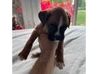 Boxer Puppy for sale in Gig Harbor, WA, USA